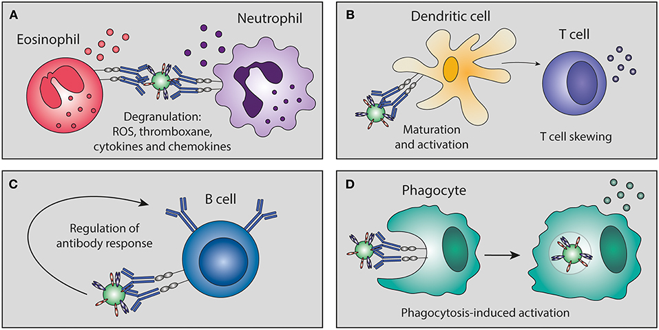 Fc receptor (FcR)-mediated signaling for phagocytosis. Engagement