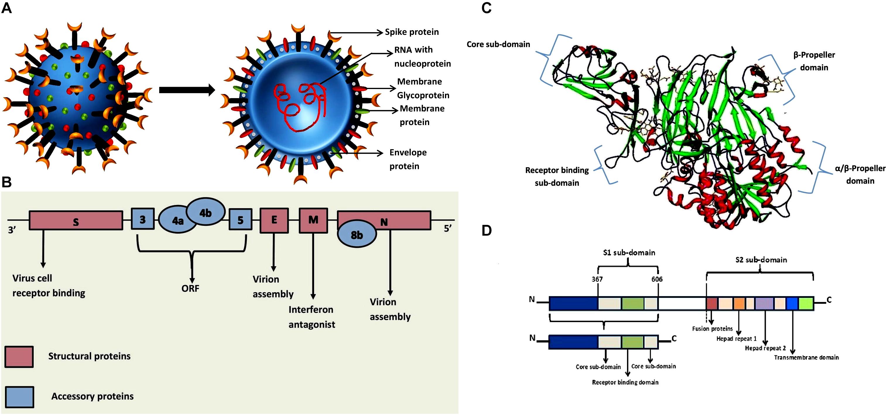Мало коронавирус. Коронавирус схема строения. Структура генома коронавируса. Структура коронавирусов. Мутация вируса.