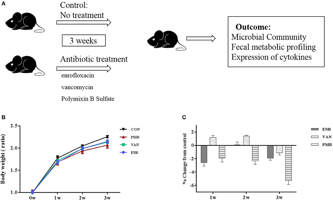 dysbiosis antibiotics