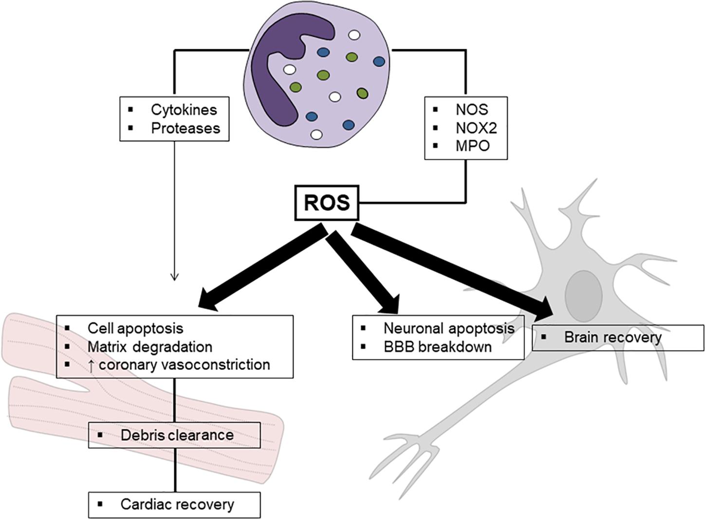 Frontiers | Neutrophil-Related Oxidants Drive Heart and Brain ...