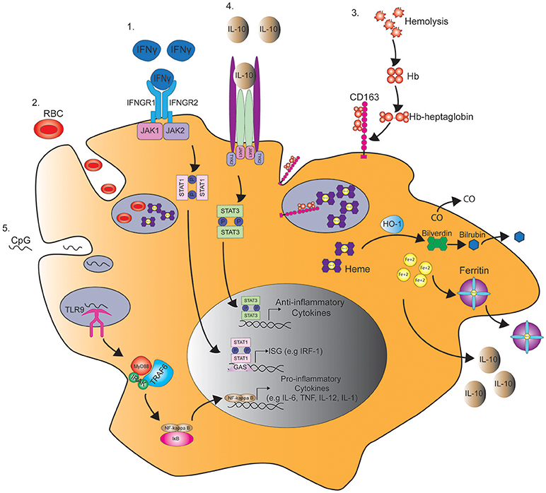 Macrophage states: there's a method in the madness: Trends in Immunology