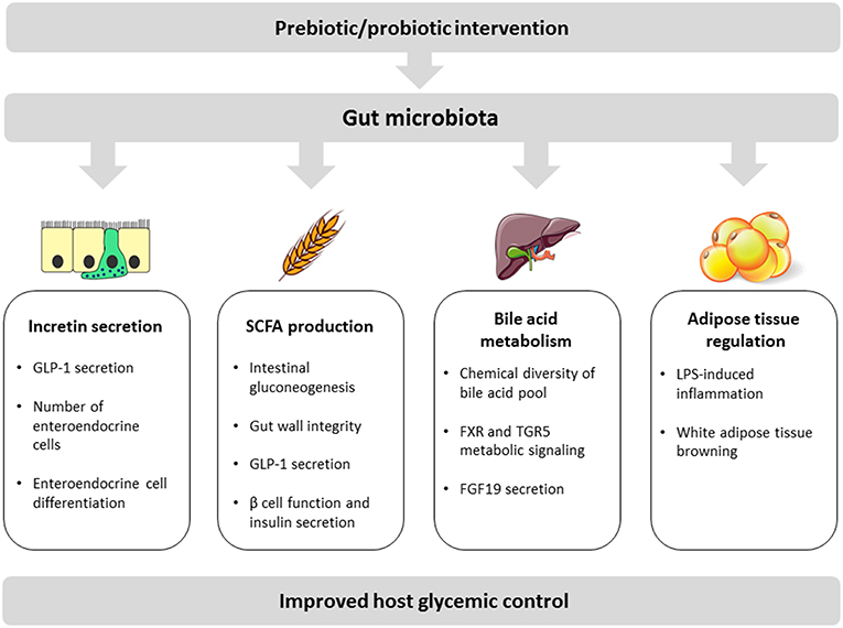 Frontiers  Effects of Oral Glucose-Lowering Agents on Gut Microbiota and  Microbial Metabolites