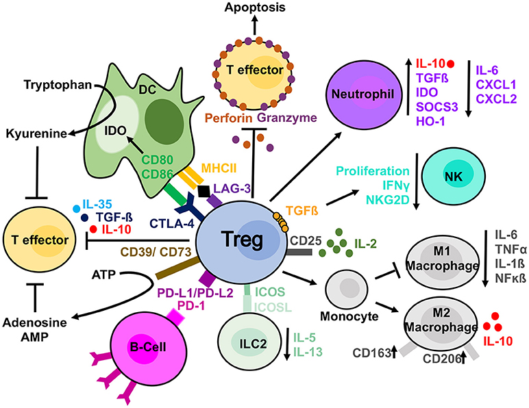 Frontiers Past Present And Future Of Regulatory T Cell Therapy In Transplantation And Autoimmunity Immunology