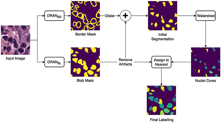 Cell segmentation deep store learning