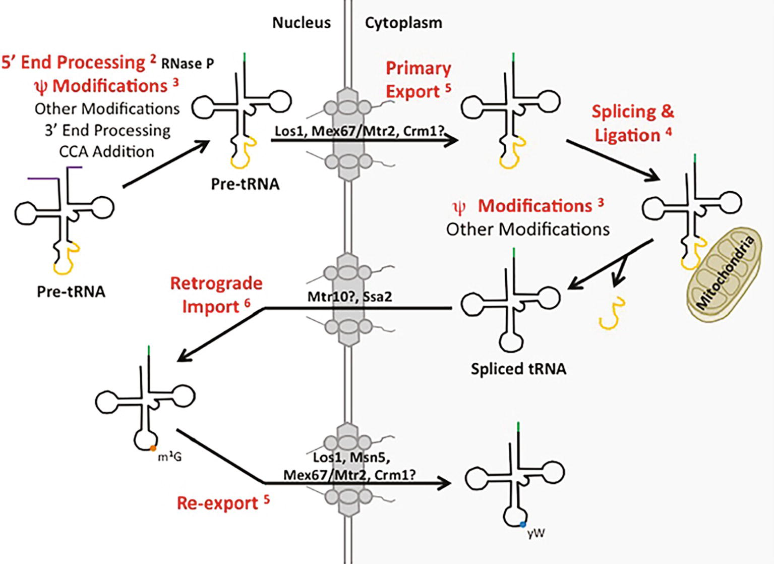 Frontiers Trna Processing And Subcellular Trafficking Proteins Multitask In Pathways For Other Rnas