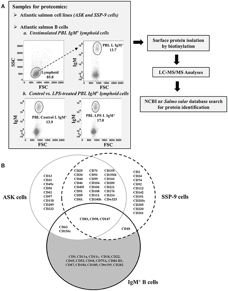 Frontiers Profiling The Atlantic Salmon Igm B Cell Surface Proteome Novel Information On Teleost Fish B Cell Protein Repertoire And Identification Of Potential B Cell Markers Immunology