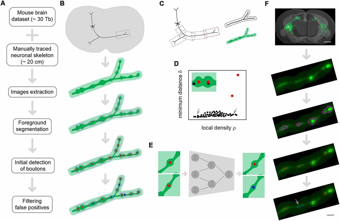 Synaptic boutons - definition