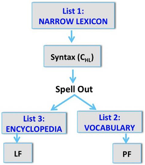 PDF) The acquisition of French morpho-syntactic properties: Cross