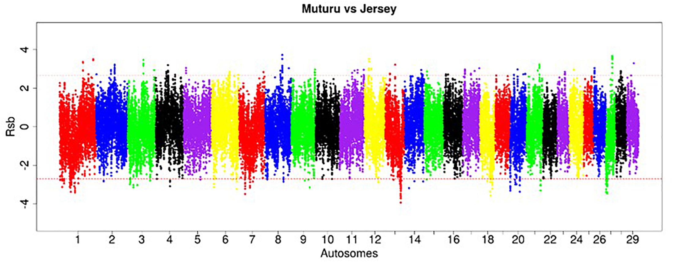 Frontiers | Genome Sequence Analysis Reveals Selection Signatures in ...