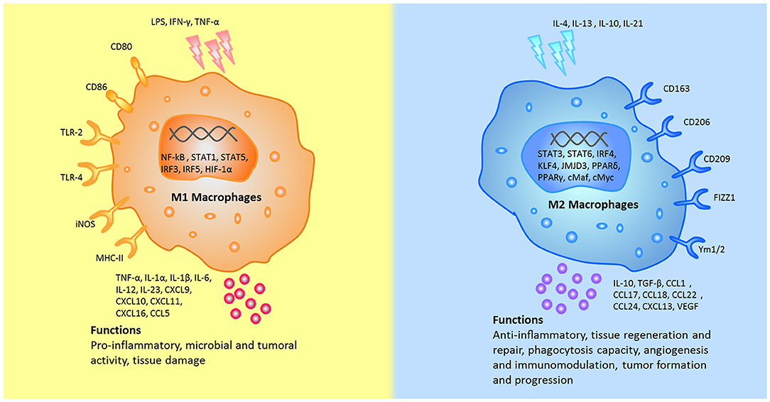 Frontiers Macrophage Polarization In Physiological And Pathological Pregnancy Immunology