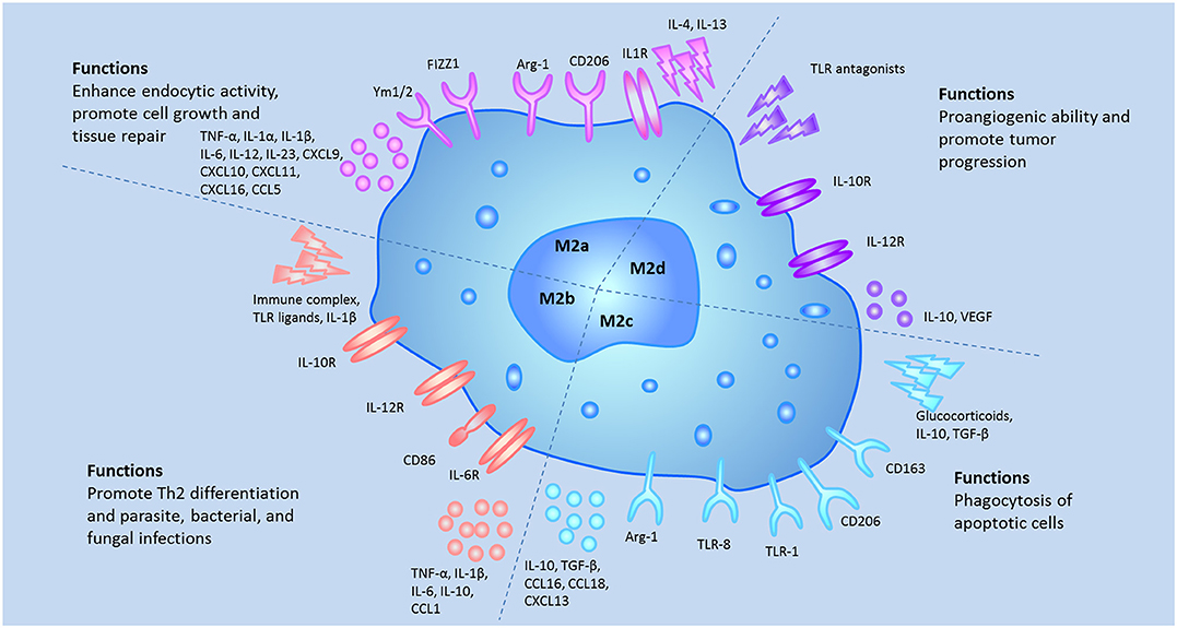 Frontiers Macrophage Polarization In Physiological And Pathological Pregnancy Immunology