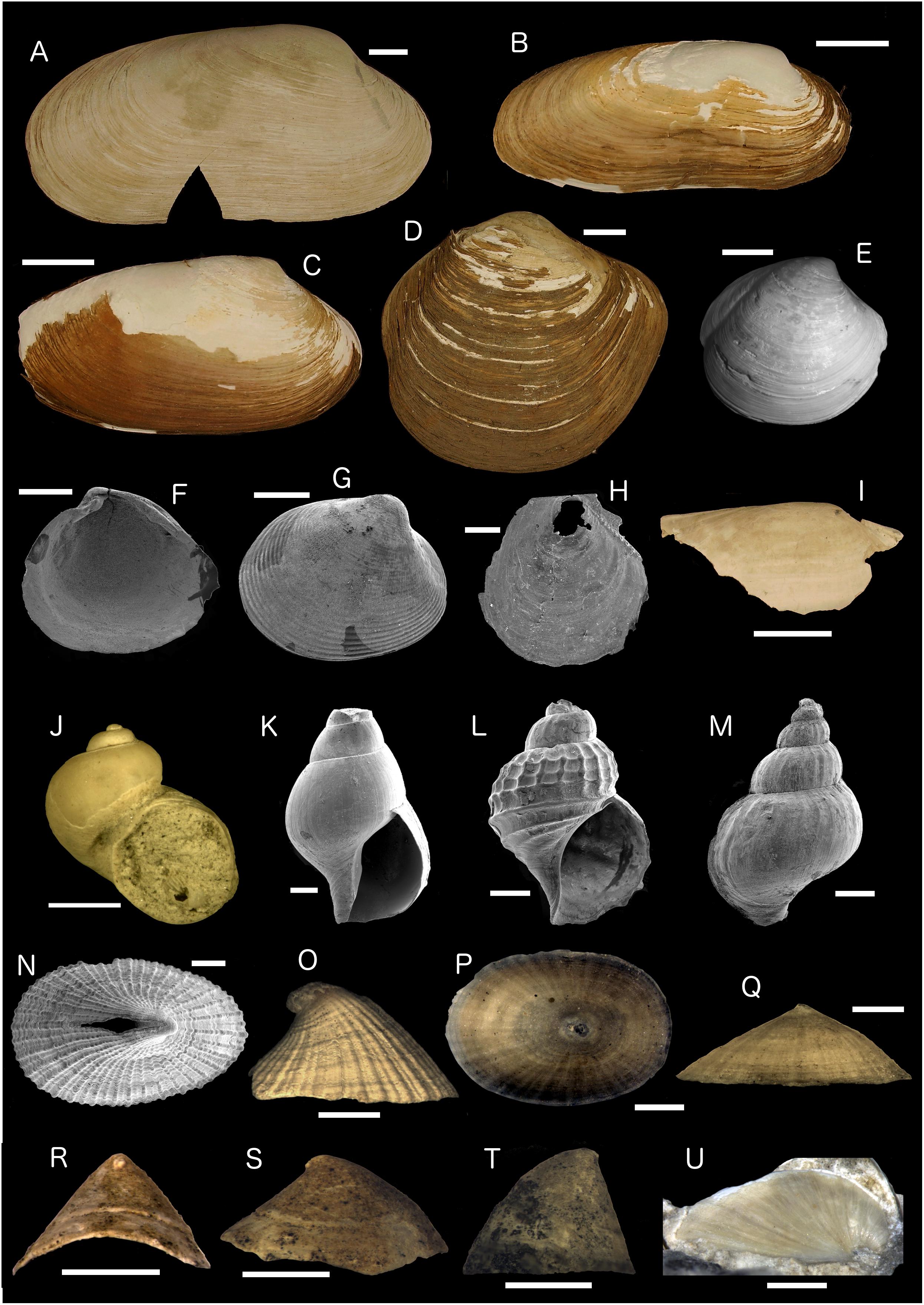 Frontiers | Discovery of an Extensive Deep-Sea Fossil Serpulid Reef  Associated With a Cold Seep, Santa Monica Basin, California