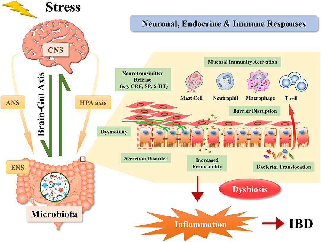 Dysbiosis ibd