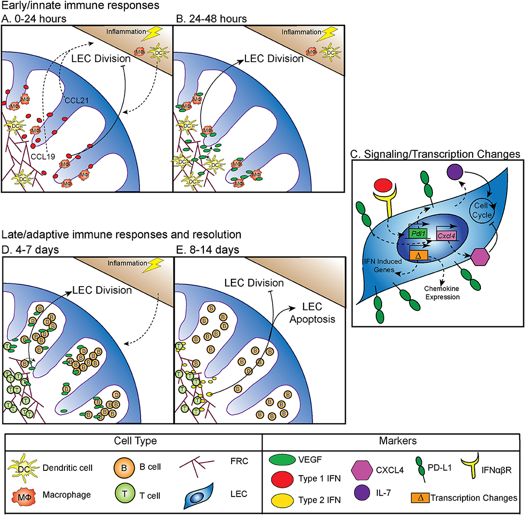 Frontiers Lymph Node Lymphatic Endothelial Cell Expansion And Contraction And The Programming Of The Immune Response Immunology