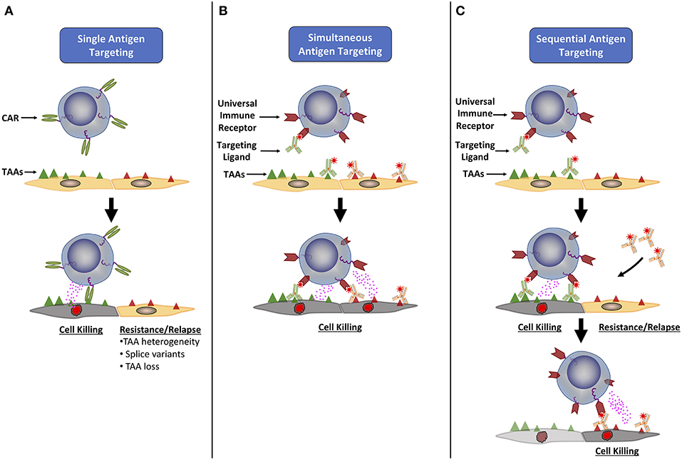 Novel engineered chimeric engulfment receptors trigger T cell effector  functions against SIV-infected CD4+ T cells: Molecular Therapy - Methods &  Clinical Development