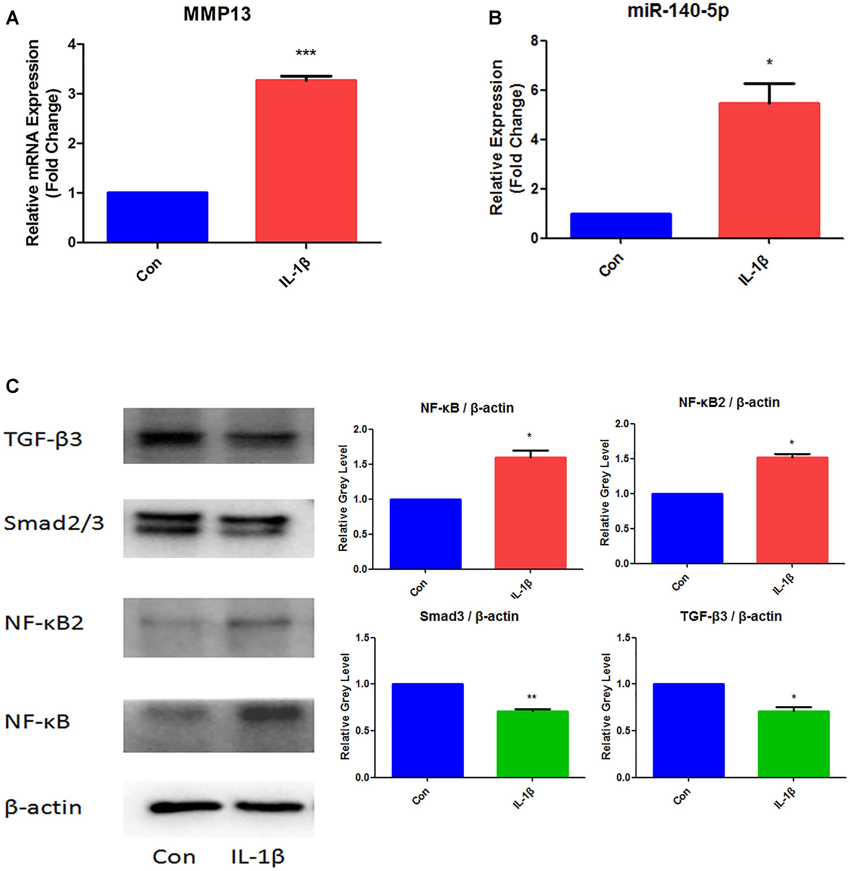 Frontiers Potential Novel Prediction Of Tmj Oa Mir 140 5p Regulates Inflammation Through Smad Tgf B Signaling Pharmacology