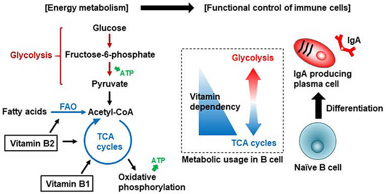 Frontiers Metabolism Of Dietary And Microbial Vitamin B Family In The Regulation Of Host Immunity Nutrition