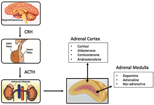 secretion of adrenal medulla
