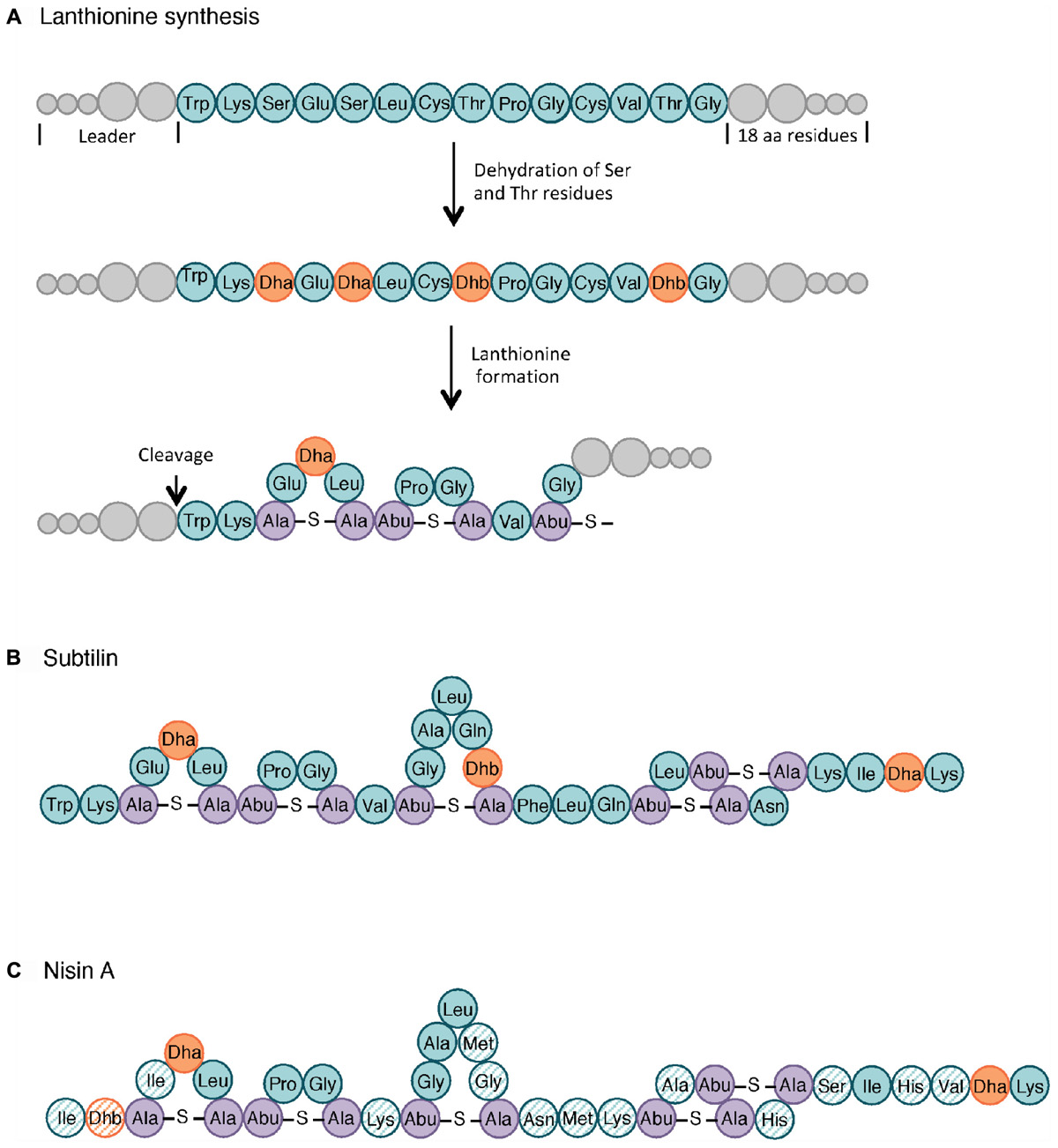 Bacillus Subtilis Identification Chart