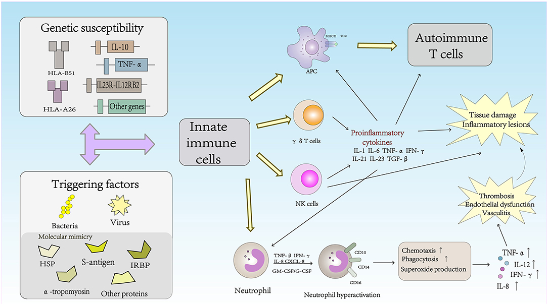 Frontiers Immunopathogenesis Of Behcets Disease