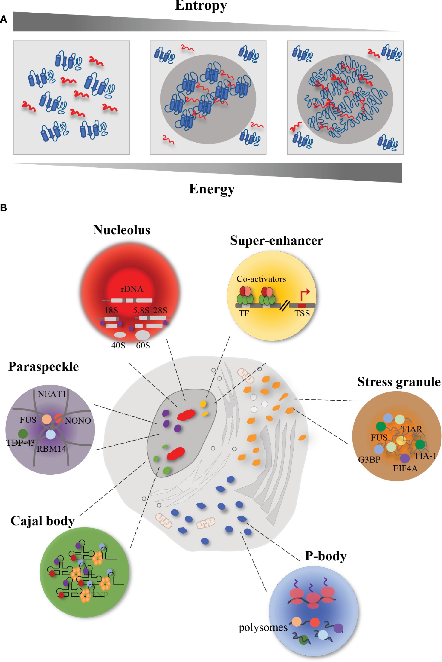 Phase separation on microtubules: from droplet formation to cellular  function?: Trends in Cell Biology