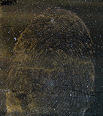 www.frontiersin.org
