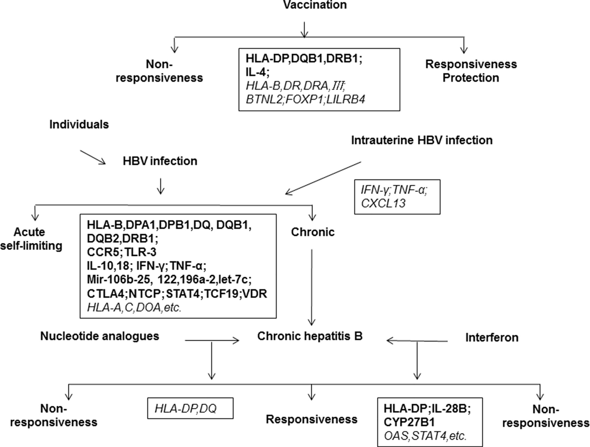 Frontiers Host Genetic Determinants Of Hepatitis B Virus