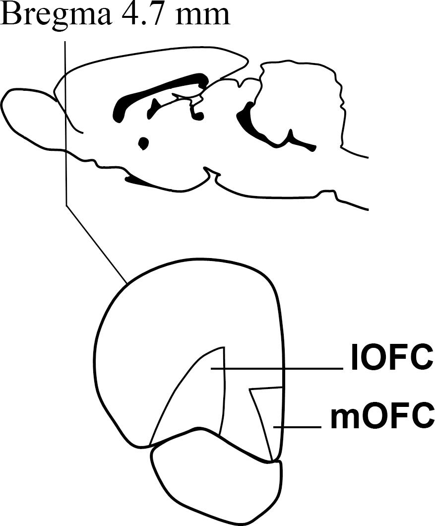 www.frontiersin.org
