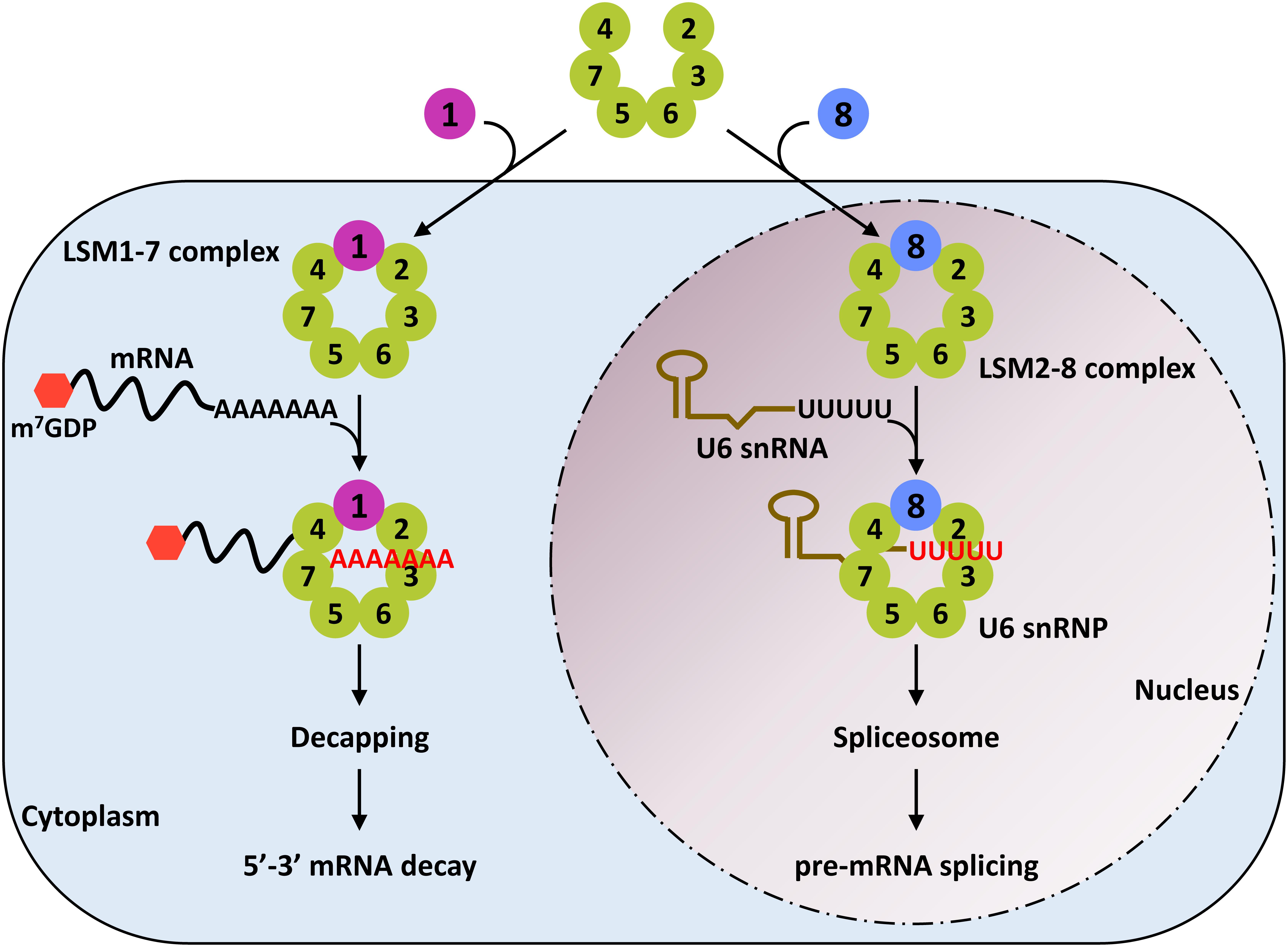 lsm17 pimpandhost Frontiers | Emerging Roles of LSM Complexes in Posttranscriptional  Regulation of Plant Response to Abiotic Stress