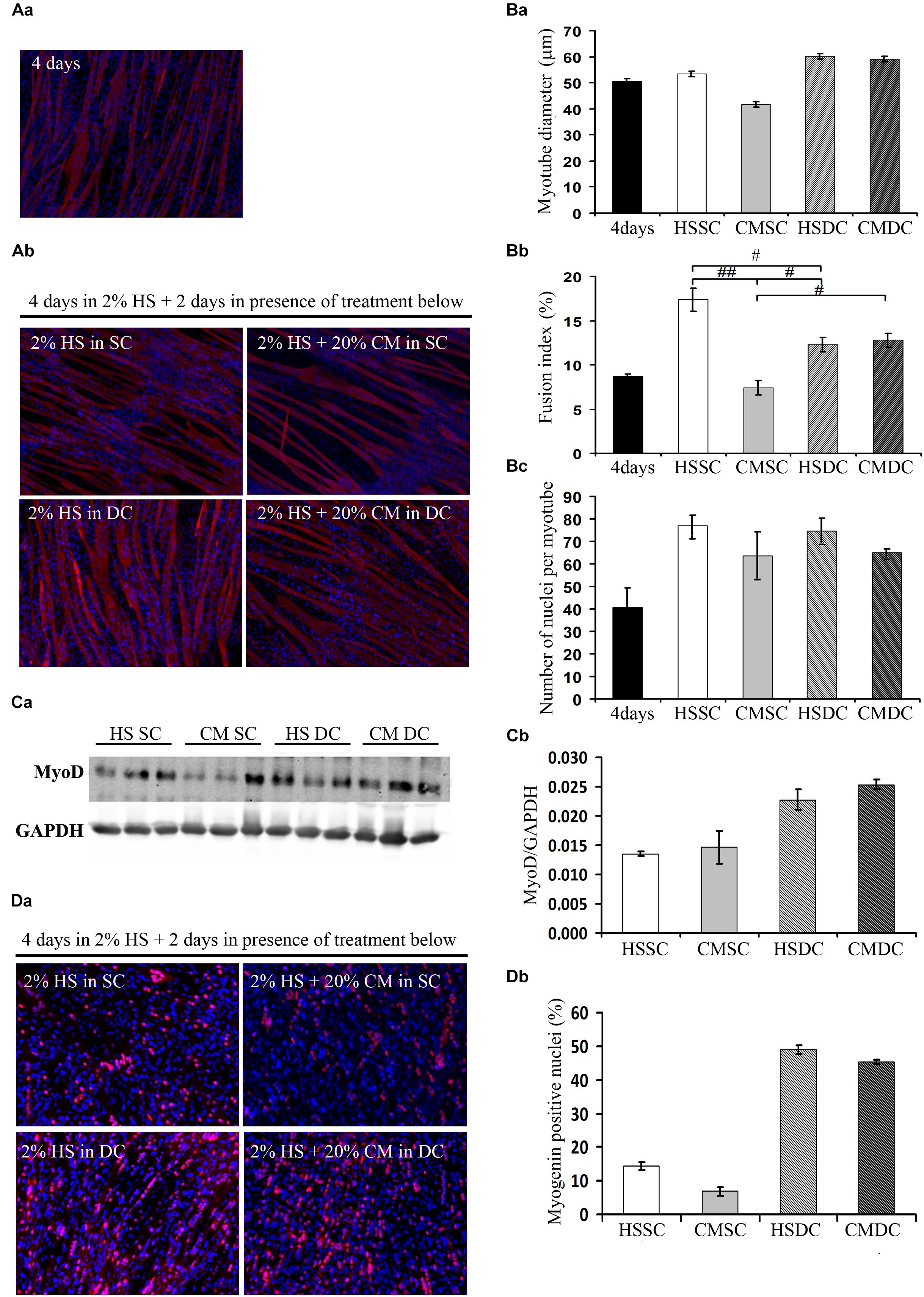 Frontiers | The Mechanical Stimulation of Myotubes