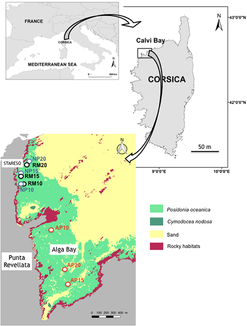 Seagrass – News, Research and Analysis – The Conversation – page 1