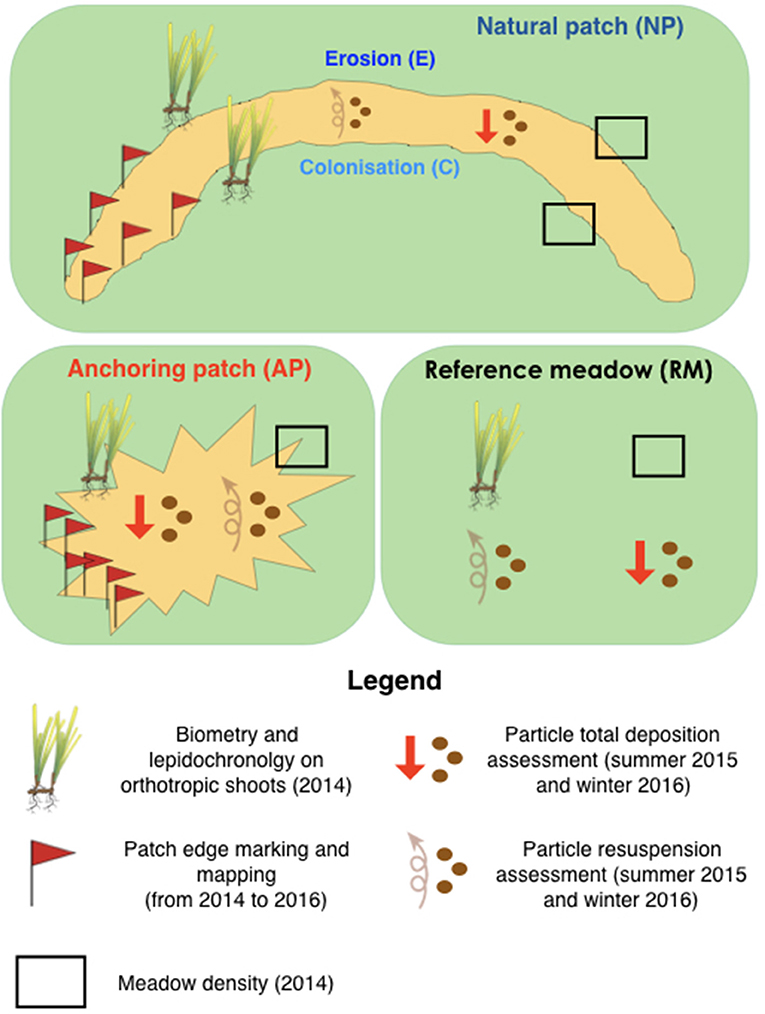 Seagrass – News, Research and Analysis – The Conversation – page 1