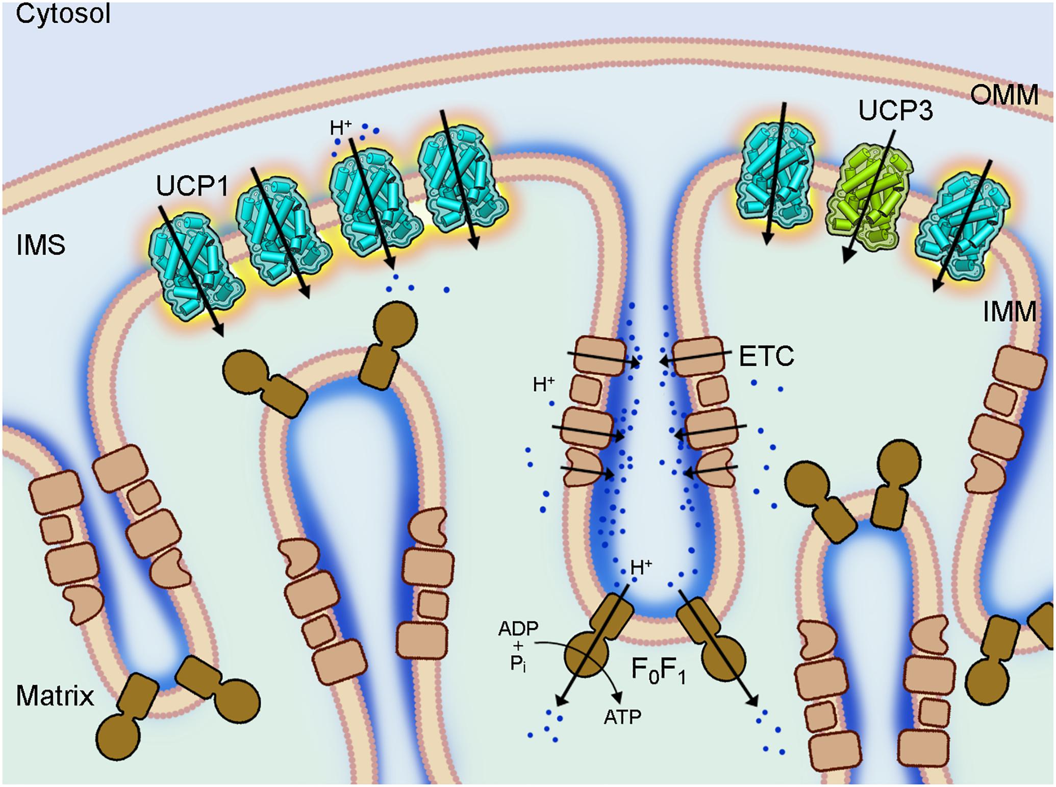 Frontiers Important Trends In Ucp3 Investigation Physiology