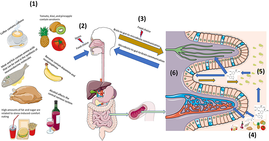 Frontiers | Eating for × 1013: Examining the Impact of Diet and Nutrition on the Microbiota-Gut-Brain Axis Through the Lens of Microbial Endocrinology Frontiers | Eating for × 1013: Examining the Impact of Diet and Nutrition on the Microbiota-Gut-Brain Axis Through the Lens of Microbial Endocrinology