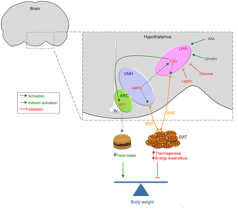 The hypocretins are novel, secretin-related peptides. (A) Hypocretin