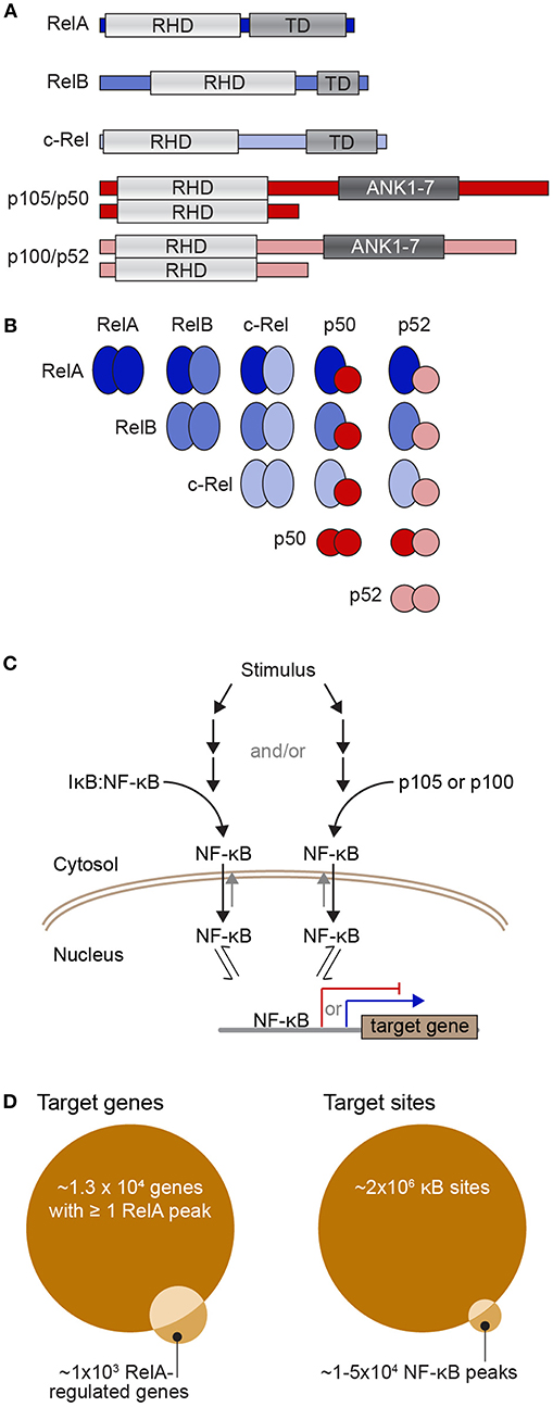 Frontiers | Considering Abundance, and Binding Site in the NF-κB Target Selection Puzzle