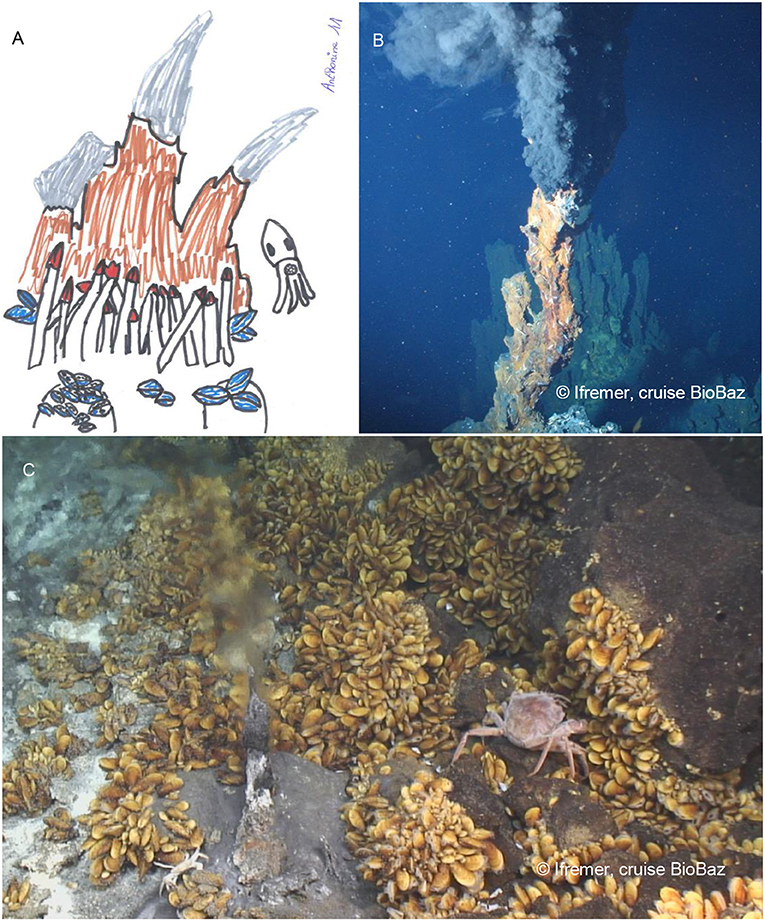 A Mussel's Life Around Deep-Sea Hydrothermal Vents · Frontiers for Young  Minds