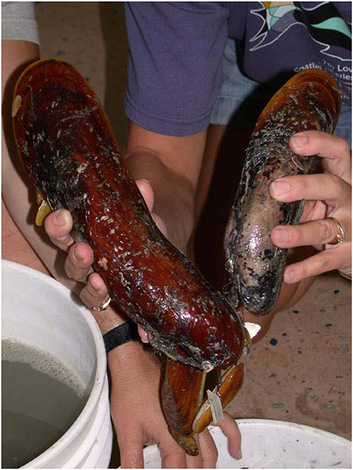 איור 2 - דגימה בוגרת של Bathymodiolus heckerae, מול גדול שנמצא ב-cold seeps במפרץ מקסיקו, ליד פלורידה.