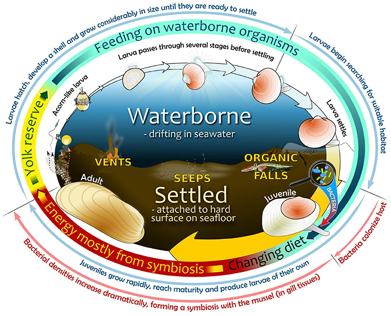 Figure 3 - Life cycle of bathymodioline mussels in the deep sea.