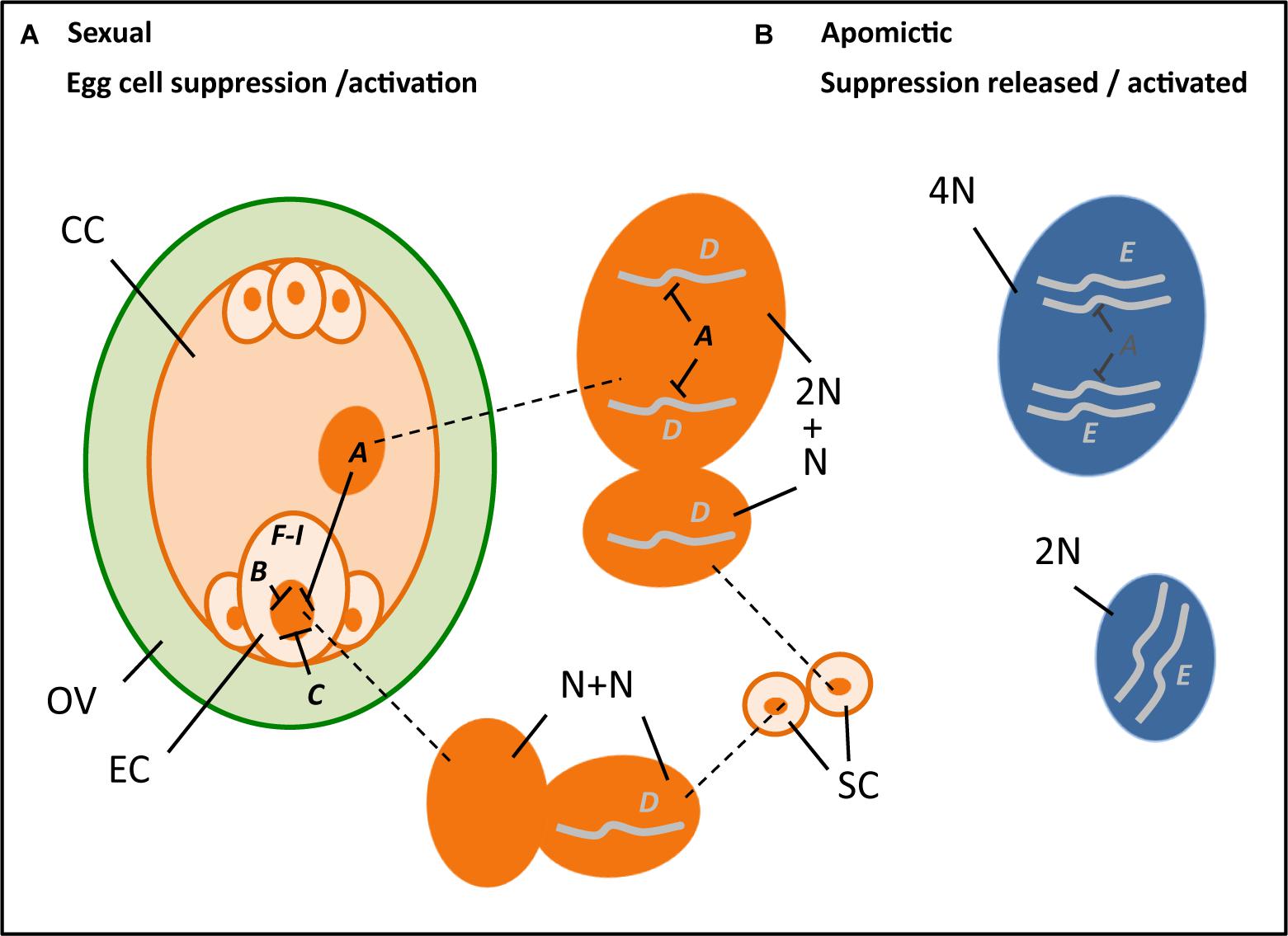 In The Diagram  Which Multicell Structure Is Diploid 2n 