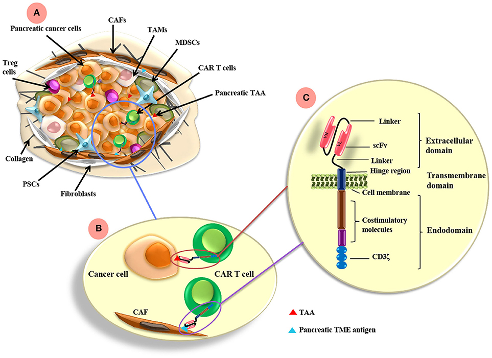 pancreatic cancer cells