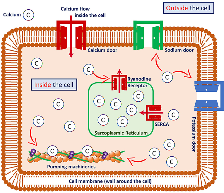 Figure 2 - A heart muscle cell and its components.