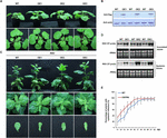 Frontiers | Retardation of the Calvin Cycle Contributes to the Reduced ...