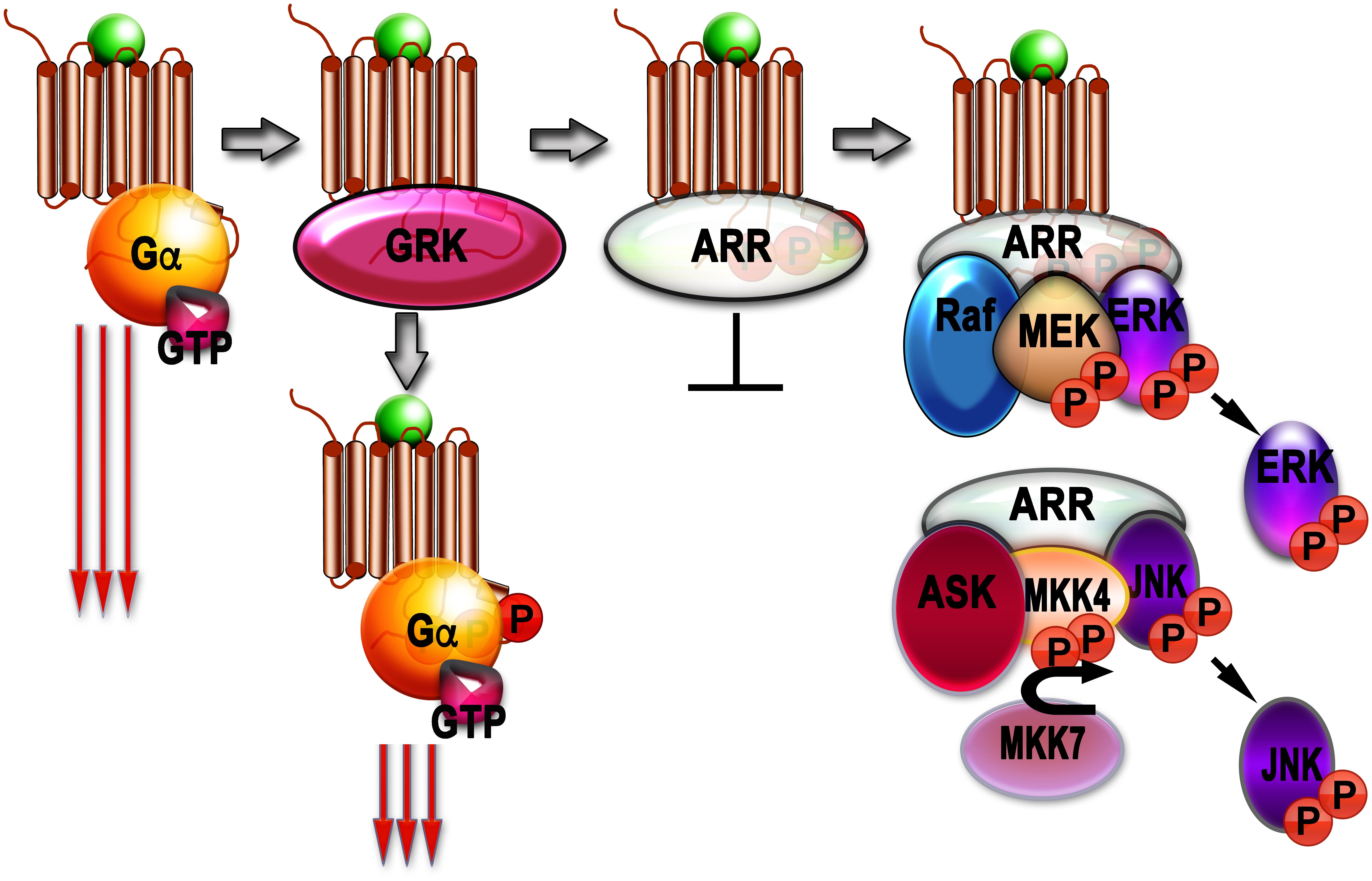 Frontiers Gpcr Signaling Regulation The Role Of Grks And Arrestins Pharmacology