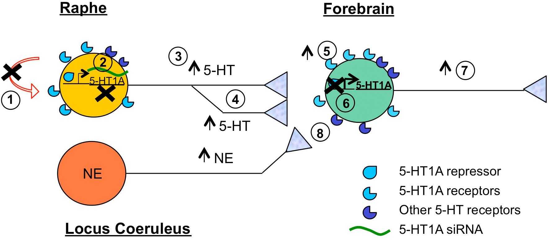 simple-ssri-mechanism-of-action-foto-images