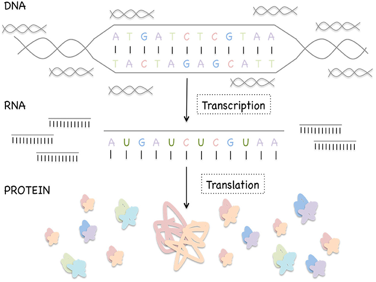 شكل 1 - العلاقة بين الحمض النووي الريبوزي منقوص الأكسجين (DNA) والحمض النووي الريبي (RNA) والبروتين.