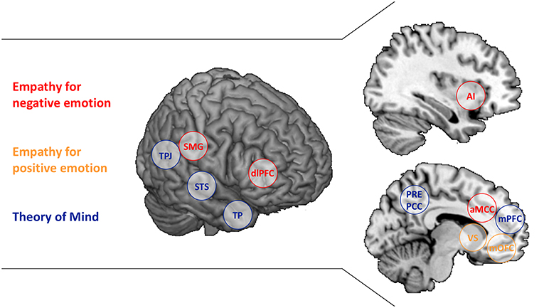 Frontiers | Dissociating Empathy From Perspective-Taking: Evidence From  Intra- and Inter-Individual Differences Research