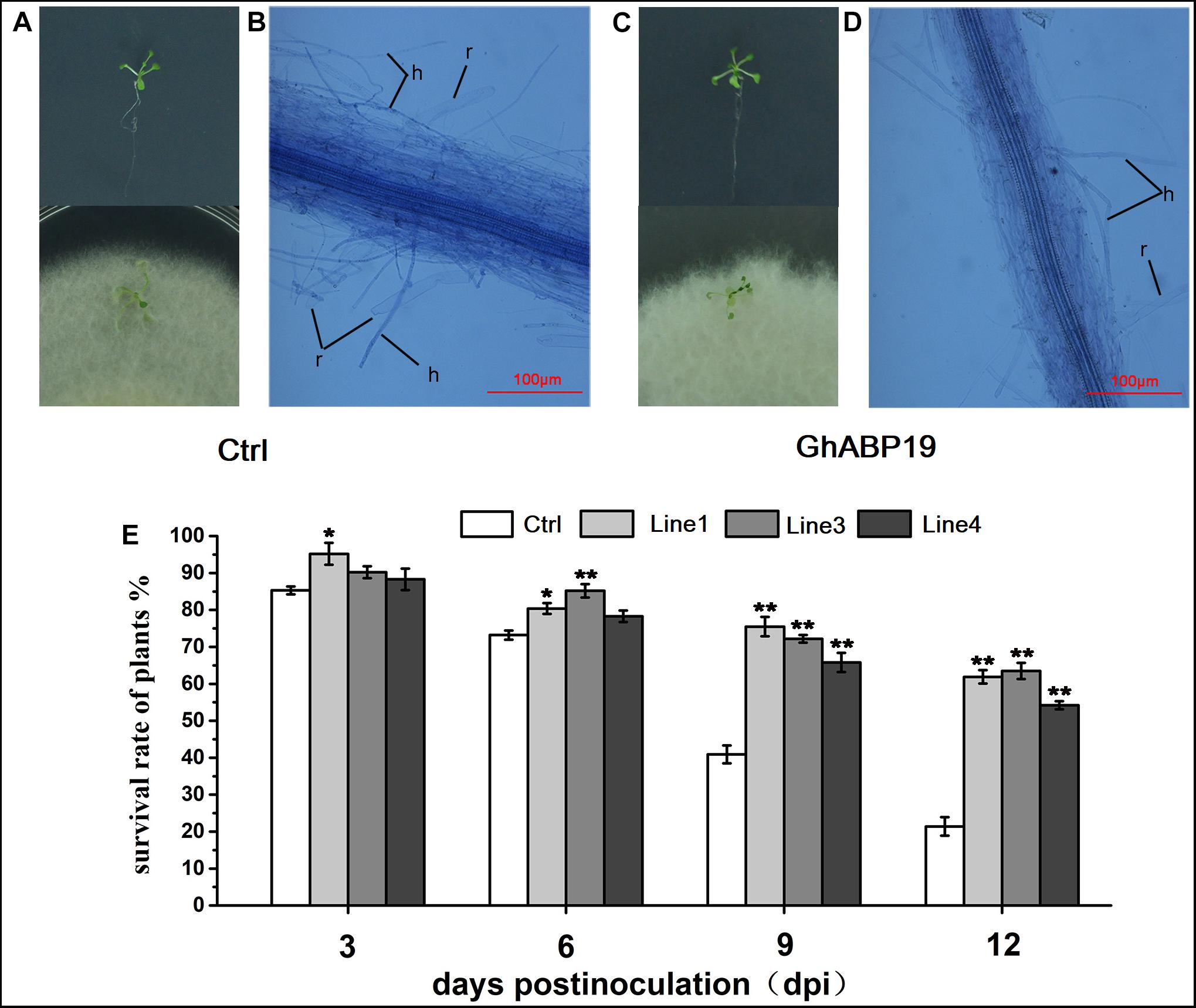 Molecular Characterization of Germin-like Protein Genes in Zea