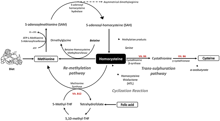 Frontiers Hyperhomocysteinemia As A Risk Factor And Potential