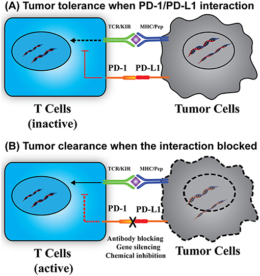 how long can a person live with stage 4 lung cancer